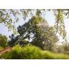 imageOrtho Tree ampamp Shrub Fruit Tree Spray 16Ounce1 Pack